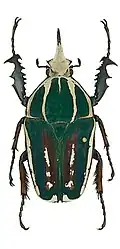 Mecynorhina ugandensis machulkai var.