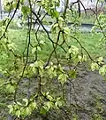 Camperdown samarae on pendulous branchlets