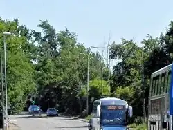 Madingley Road Plot elms, Cambridge, 2013 (felled for road-widening 2014)[61]