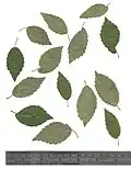 Pressed leaves of Bruntsfield Links specimen