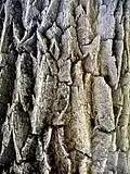 Bark of specimen in University of Belgrade Botanical Garden