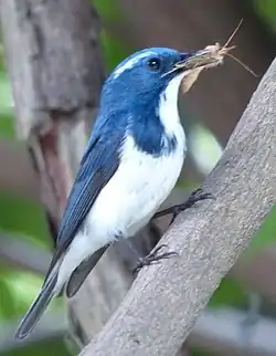 Image 18Predators, such as this ultramarine flycatcher (Ficedula superciliaris), feed on other animals. (from Animal)