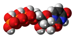 Ball-and-stick model of the UTP molecule as an anion