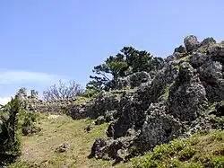 The ruins of an ancient stone castle on a hill, covered with grass and pine