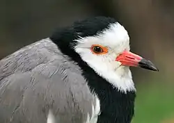 The head of a long-toed lapwing, showing a short red and black bill, white face and forehead, dark eye with an orange eye ring, and black crown and breast