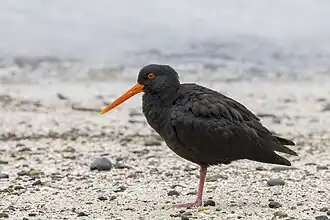 Variable oystercatcher (Haematopus unicolor) Tiritiri Matangi.jpg