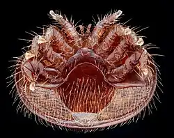 Adult female in ventral view