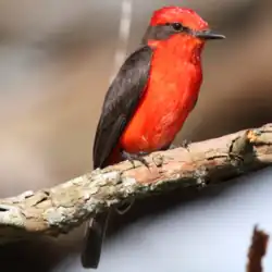 Red and black bird perched on a tree branch