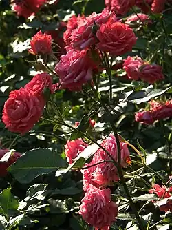 Rose 'Katja', (Verschoren, 1970)