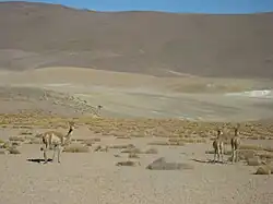 Vicuñas near El Tatio geysers, San Pedro de Atacama, Antofagasta Region, Chile (2011)
