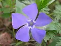 Vinca minor