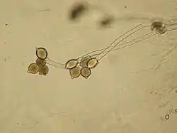 Dichotomously branched thallus of Allomyces sp. At the ends of the branches are two to three orange-brown sporangia stacked on top of each other. Each sporangium has two discharge papillae. The sporangia at the top of the stacks have apical discharge papillae. The zoosporangia on the bottom of the stacks have lateral discharge papillae.