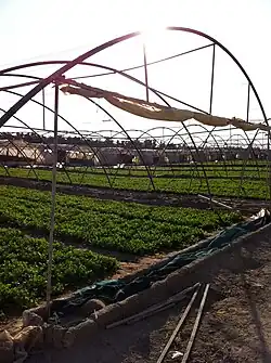 Vegetable farm in Wafrah