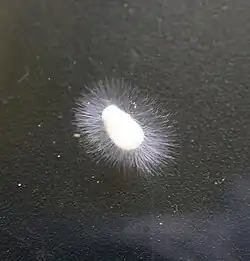 Mainly Achlya sp. Isolated from small stream around rice field. Incubated in room temperature on hemp seed