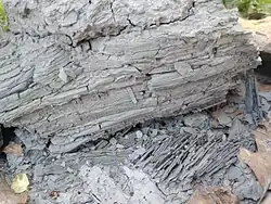 Wea Shale, Cherryvale Formation, Lower Linn Subgroup, Kansas City Group. Wea Shale is gray shale between Block Limestone and Westerville Limestone. This sample was found just below Westerville Limestone. The shale was created in a deep marine environment. Note the thin, delicate, perfectly parallel and horizontal flakes.