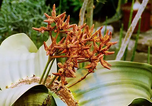 Male cones