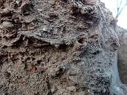 Marine fossils in the upper portion of an outcrop of Westerville Limestone, Cherryvale Formation, Lower Linn Subgroup, Kansas City Group. Raytown, MO.