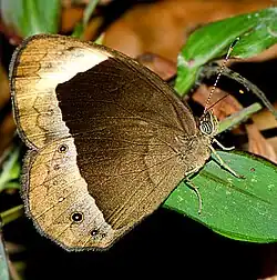 White-bar bushbrown (Mycalesis anaxias)