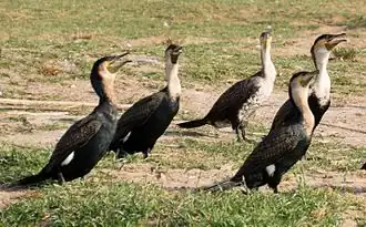 Breeding adults, distinguishable by their white flank spots, and a juvenile (centre), with more extensive mottled pale belly but no flank spot, at Lake Edward, Uganda
