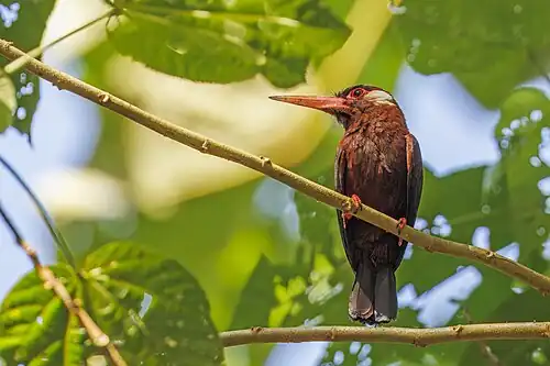 White-eared jacamar (Galbalcyrhynchus leucotis) Rio Napo.jpg