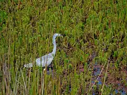 White-faced heron