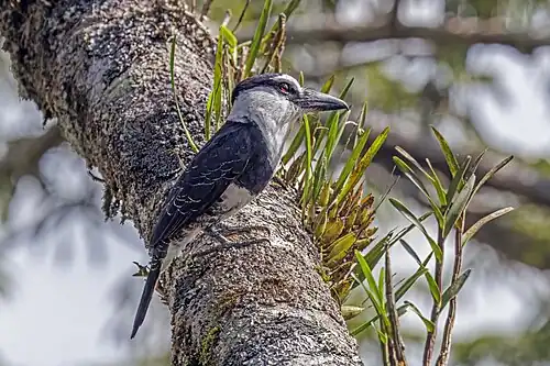 White-necked puffbird (Notharchus hyperrhynchus hyperrhynchus) Rio Napo.jpg