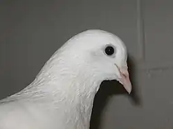 Profile picture of a pigeon.