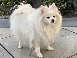 White Pomeranian