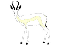 Pure white springbok