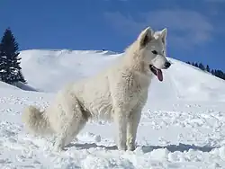 a pure white dog in snow