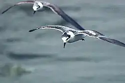 At Kazinga Channel, Uganda