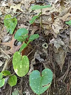 Lightly speckled heart-shaped leaves on short stalks, a pale 3-lobed flower among them