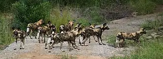 African wild dogs