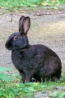 A black-furred rabbit sitting in the grass