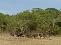 Herd of wild water buffaloes