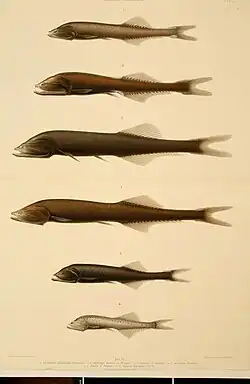 Illustration displaying various Cyclothone species including C.obscura (3)