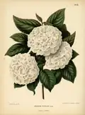 Viburnum plicatum, idem, [1868]