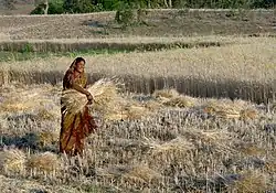 Traditional wheat harvesting India, 2012