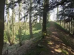 Earth bank curving away to the left through wood