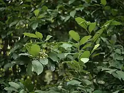 Xanthophyllum flavescens bush