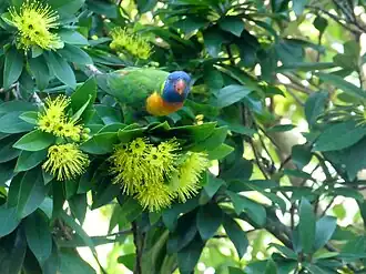 On the Cairns foreshore, with a Rainbow lorikeet feeding on the flowers