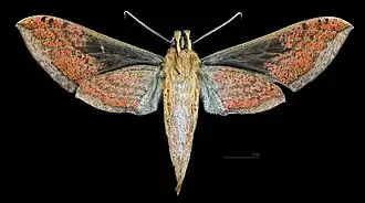 Xylophanes nabuchodonosor ♀ △