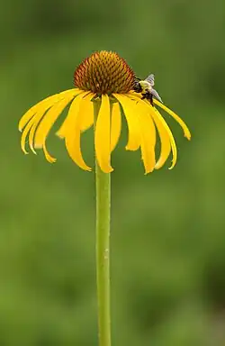 Flower and a bee