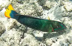 Male (terminal phase)