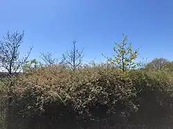 If the conditions are right, nurse shrubs may allow for the formation of tree stands dominated by oaks, via associational resistance.