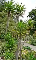 Yucca aloifolia at the San Francisco Botanical Garden
