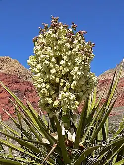 Mojave yucca (Yucca schidigera) Spring Mountains, southern Nevada