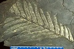 Fossil leaf of Zamites mariposana from the Jurassic.