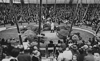 Five elephants at Zoo Circus, Sweden, 1944
