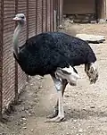 Ostrich